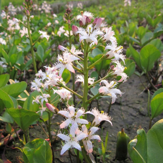 Menyanthes Trifoliata - Bog Bean
