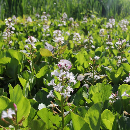 Menyanthes Trifoliata - Bog Bean