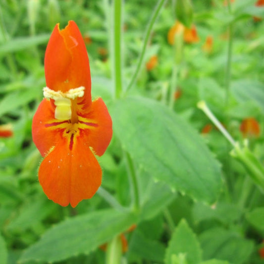 Mimulus Cardinalis - Scarlet Monkeyflower