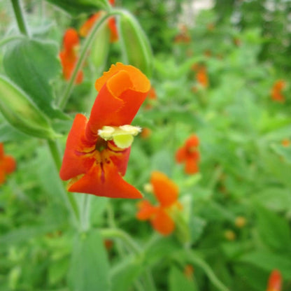 Mimulus Cardinalis - Scarlet Monkeyflower