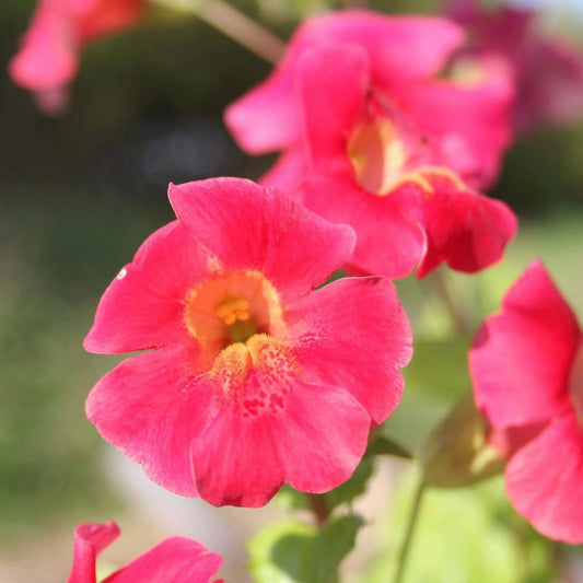 Mimulus Cupreus Red Emperor