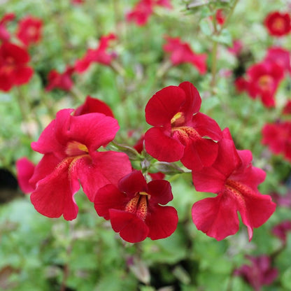 Mimulus Cupreus Red Emperor