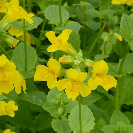 Mimulus Guttatus - Common Monkeyflower