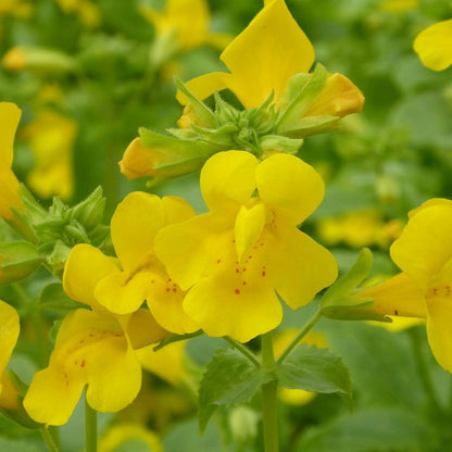 Mimulus Guttatus - Common Monkeyflower