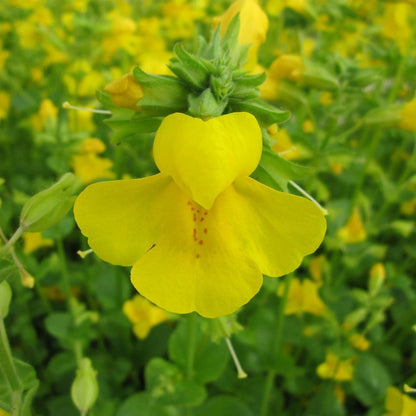 Mimulus Guttatus - Common Monkeyflower