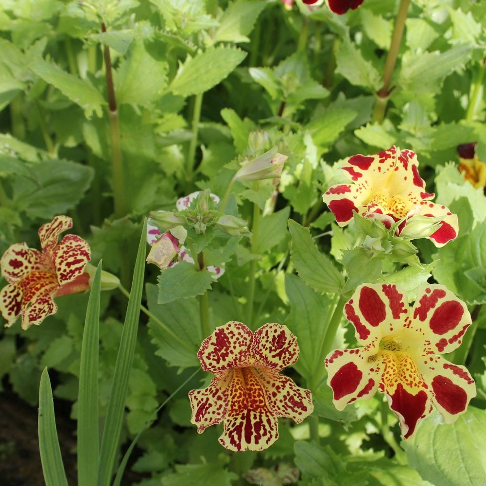 Mimulus Luteus Queens Prize