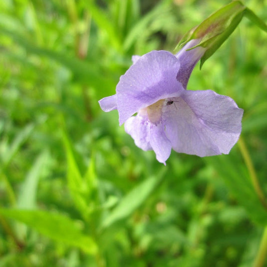 Mimulus Ringens - Lavender Musk
