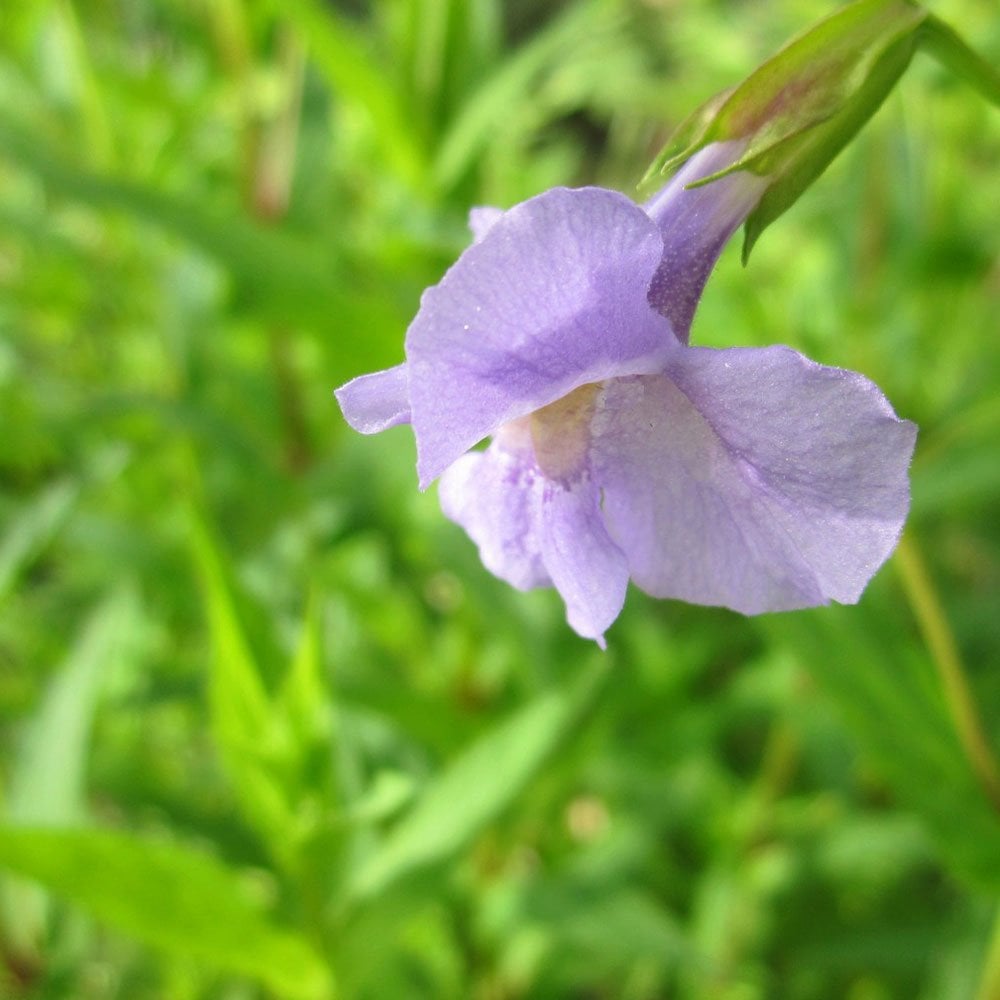 Mimulus Ringens - Lavender Musk