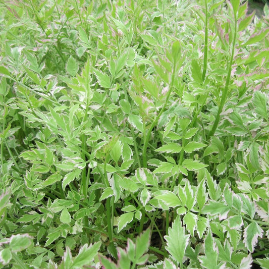 Oenanthe Javanica Flamingo - Variegated Water Dropwort