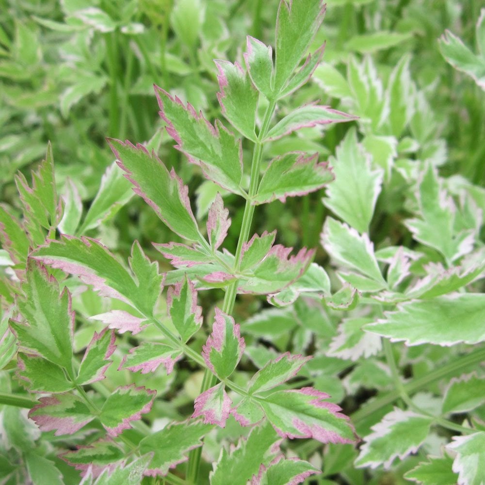 Oenanthe Javanica Flamingo - Variegated Water Dropwort