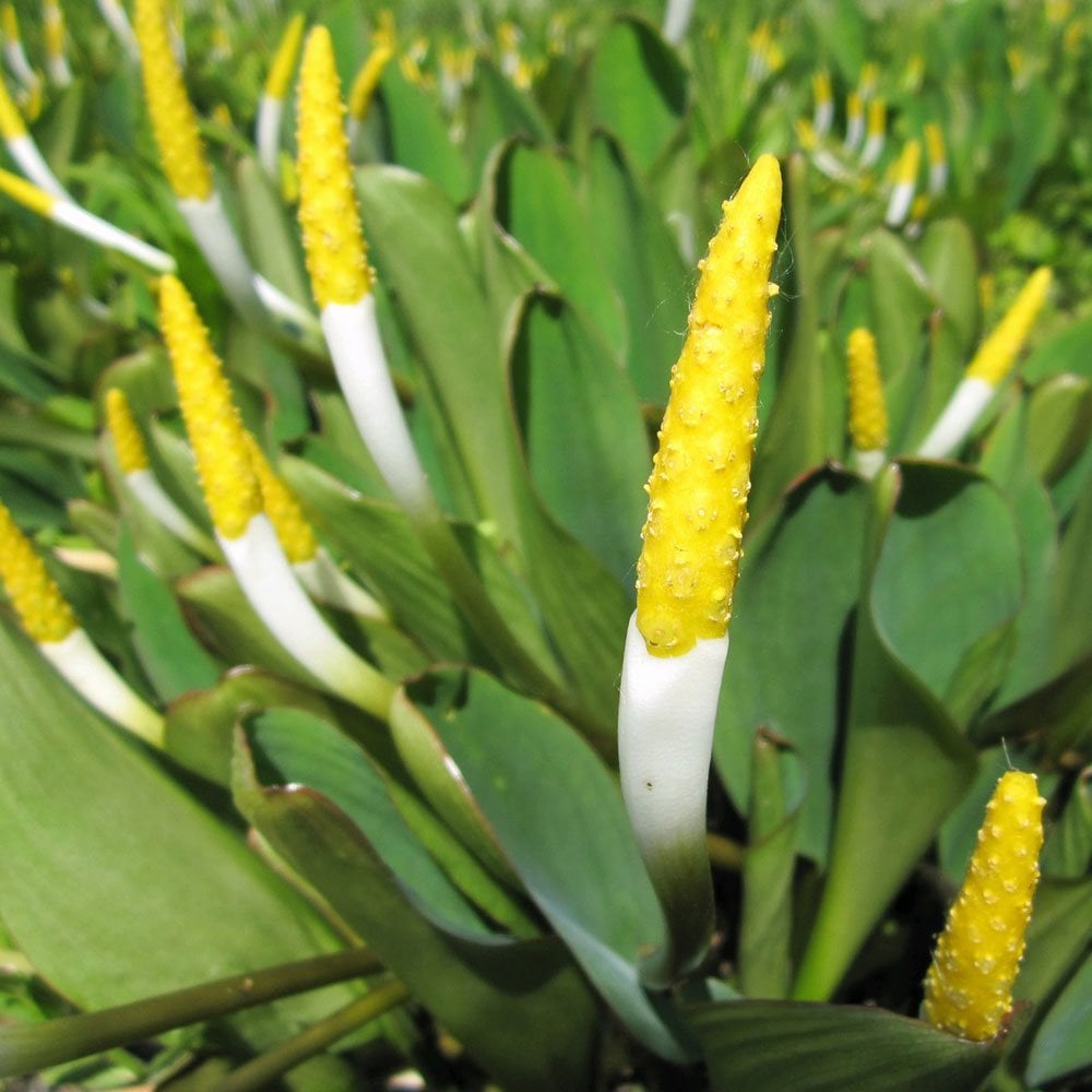 Orontium Aquaticum - Golden Club