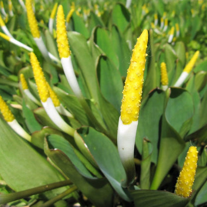 Orontium Aquaticum - Golden Club