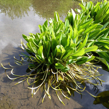 Orontium Aquaticum - Golden Club