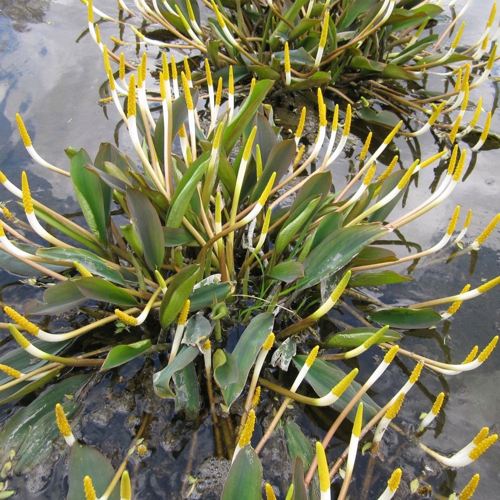 Orontium Aquaticum - Golden Club
