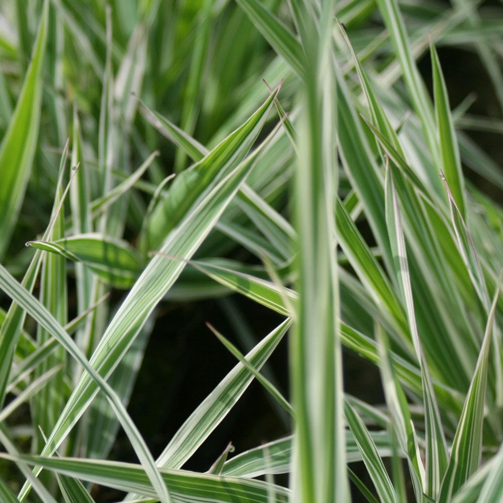 Phalaris Arundinacea Variegata Picta - Gardeners Garters