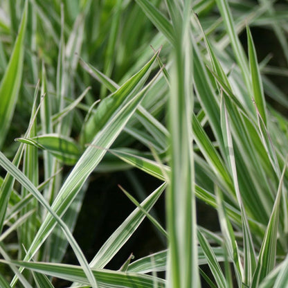 Phalaris Arundinacea Variegata Picta - Gardeners Garters