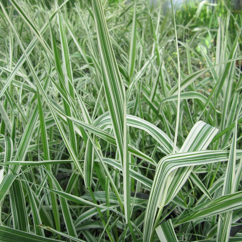 Phalaris Arundinacea Variegata Picta - Gardeners Garters