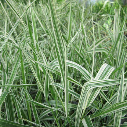 Phalaris Arundinacea Variegata Picta - Gardeners Garters