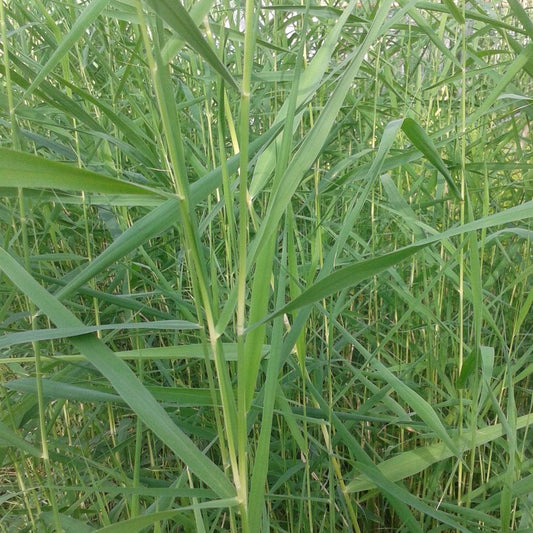 Phragmites Australis - Common Reed 9cm (3pk)
