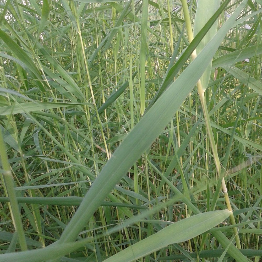 Phragmites Australis - Common Reed 9cm (3pk)