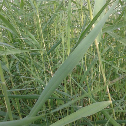 Phragmites Australis - Common Reed 9cm (3pk)