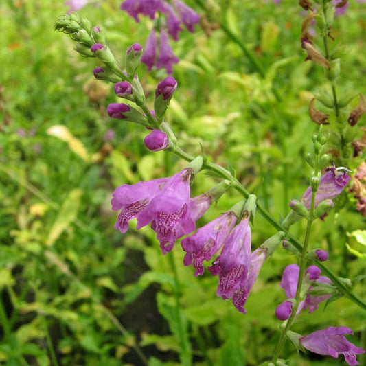 Physostegia Virginiana - Obedient Plant