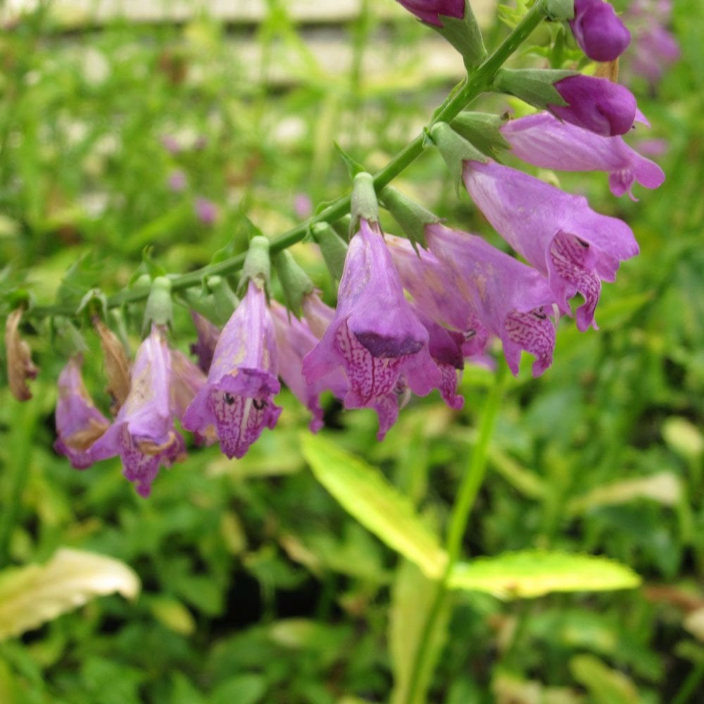 Physostegia Virginiana - Obedient Plant