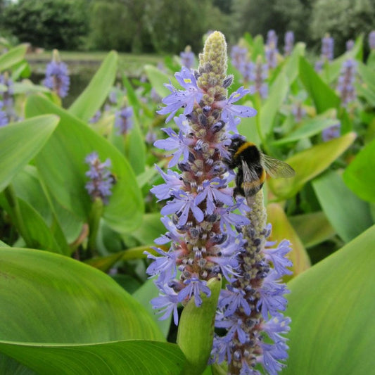 Pontederia Cordata - Pickerel Weed