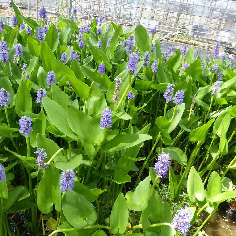 Pontederia Cordata - Pickerel Weed