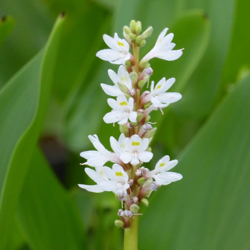 Pontederia Cordata Alba - White Pickerel Weed 3Ltr