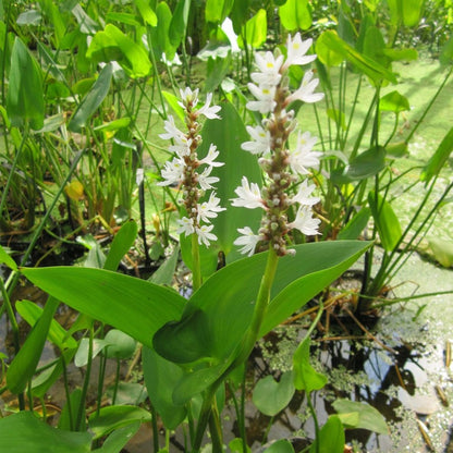 Pontederia Cordata Alba - White Pickerel Weed 3Ltr
