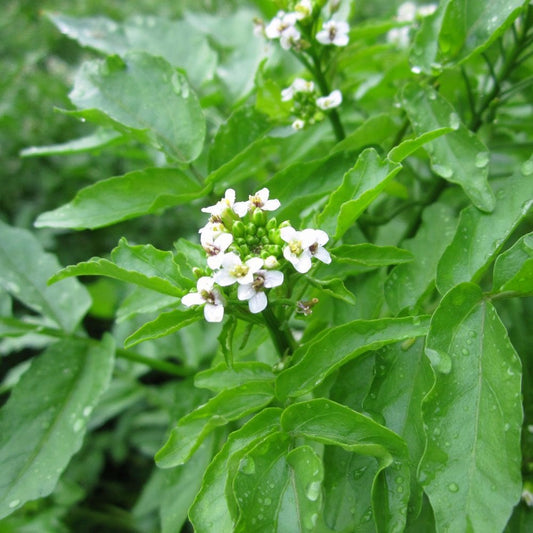 Rorippa Nasturtium Aquaticum - Water Cress