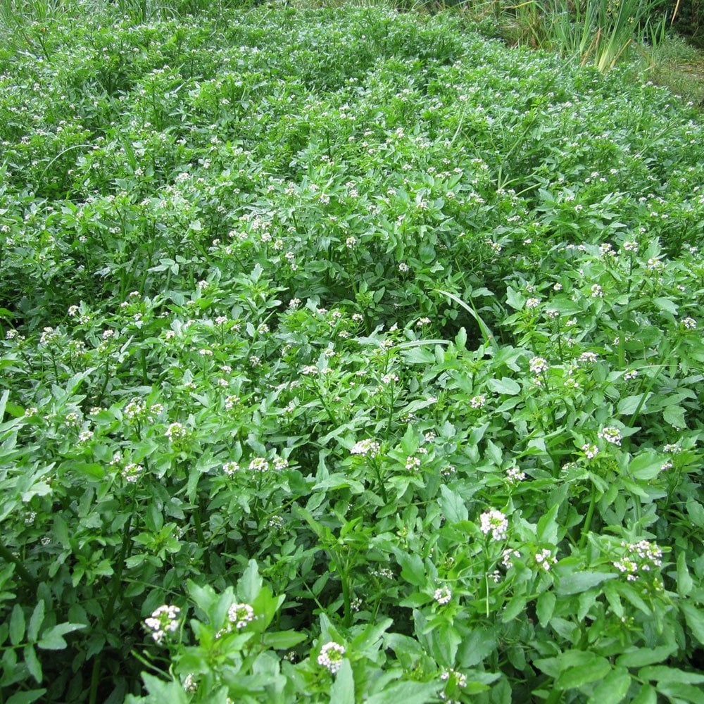 Rorippa Nasturtium Aquaticum - Water Cress