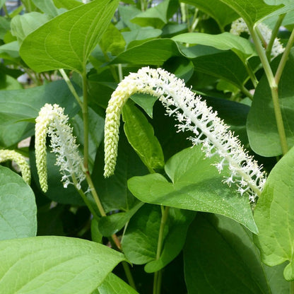 Saururus Cernuus - Lizards Tail