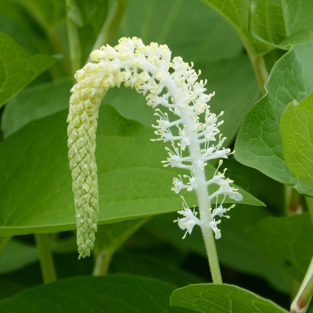Saururus Cernuus - Lizards Tail