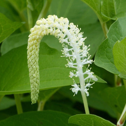 Saururus Cernuus - Lizards Tail