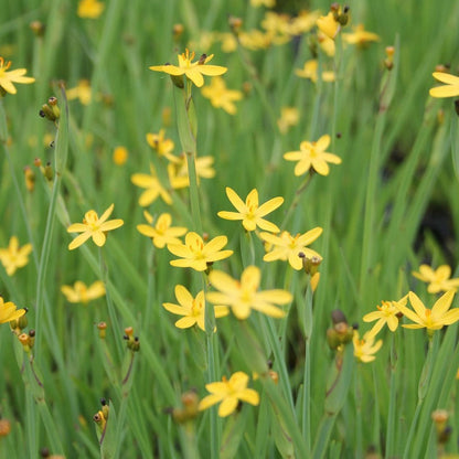 Sisyrinchium Californicum - Yellow Eyed Grass