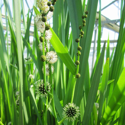 Sparganium Erectum - Branched Bur Reed