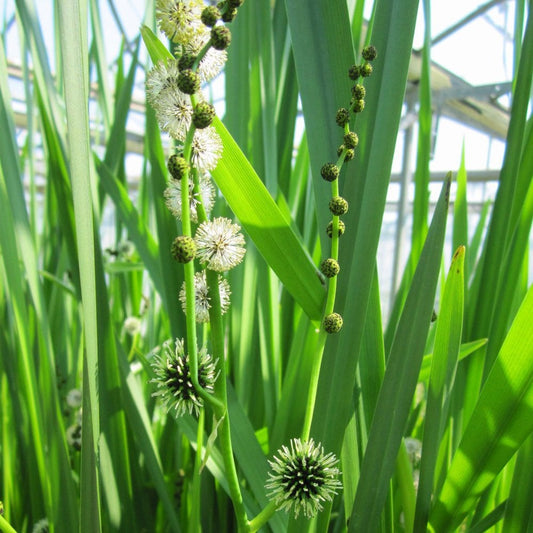 Sparganium Erectum - Branched Bur Reed