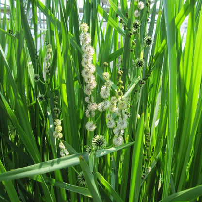 Sparganium Erectum - Branched Bur Reed