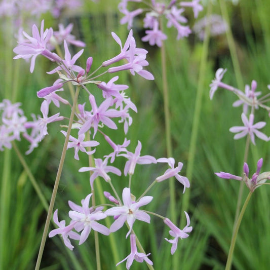 Tulbaghia Violacea - Society Garlic