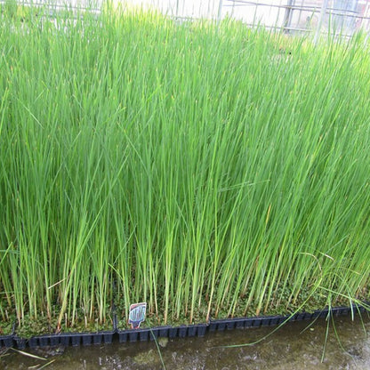 Typha Angustifolia - Lesser Bulrush