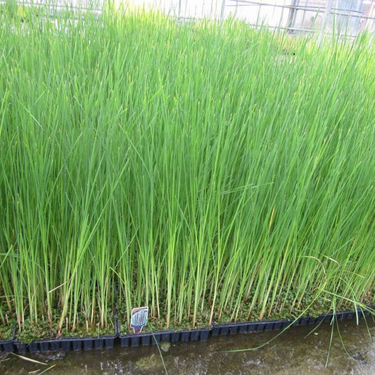Typha Angustifolia - Lesser Bulrush