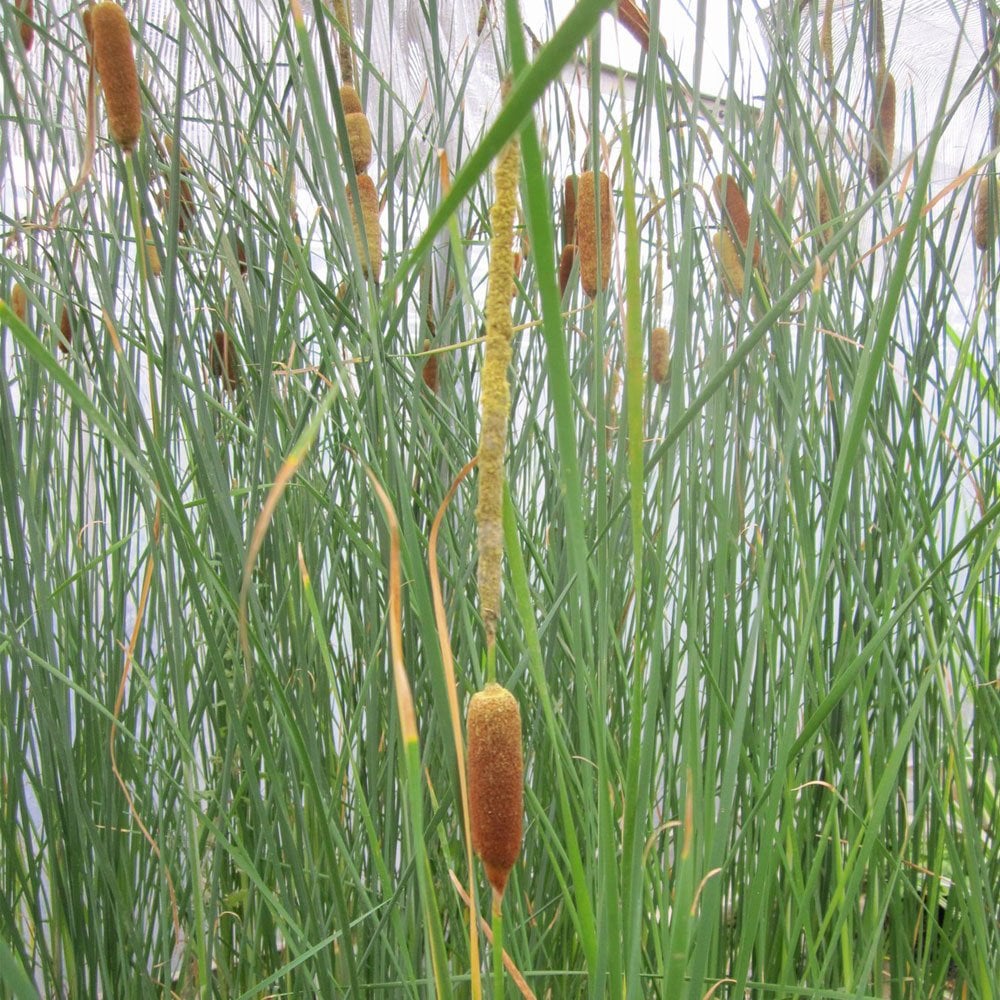Typha Gracilis - Bulrush