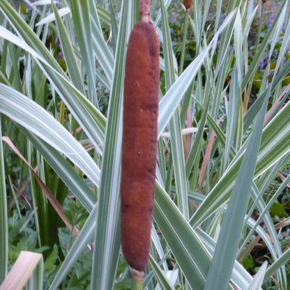 Typha Latifolia Variegata - Variegated Bulrush 3Ltr
