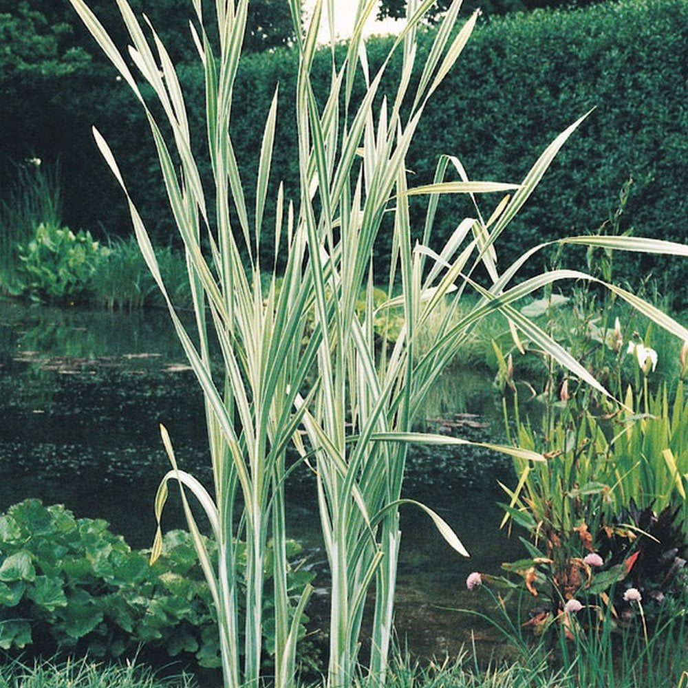 Typha Latifolia Variegata - Variegated Bulrush 3Ltr