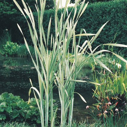 Typha Latifolia Variegata - Variegated Bulrush 3Ltr