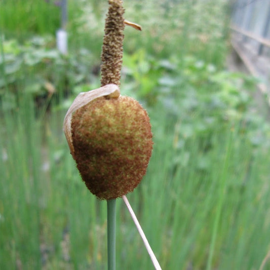 Typha Minima - Miniature Bulrush