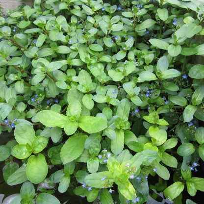 Veronica Beccabunga - Brooklime