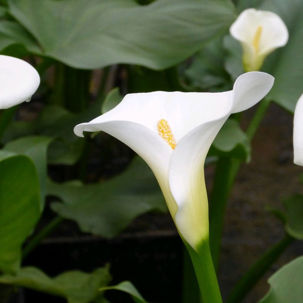 Zantedeschia Aethiopica Crowborough - Arum Lily